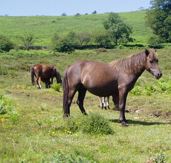 Dartmoor Hill Ponies