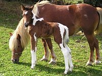 kerry bog pony native ponies online irelands rare pony irish society