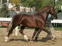 Goldhills Brandysnap, Welsh Section D stallion