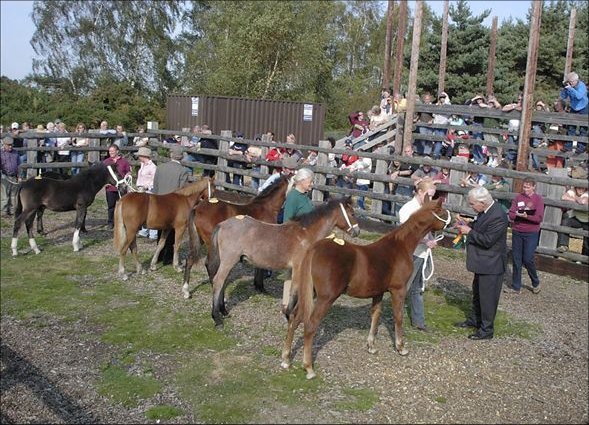 new forest pony publicity group