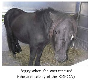 Shetland pony redwings RSPCA dumped abondoned