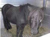 shetland pony rspca redwings abandoned dumped