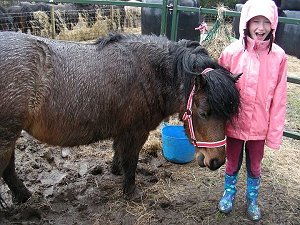 Dartmoor Pony Training Centre