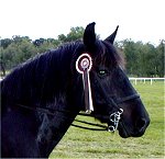 native pony ponies fell dales connemara british horse coloured dartmoor eriskay exmoor highland newforest shetland welsh cob section A B C D pony news