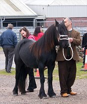 Fell Pony sales 2007