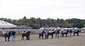 Fell Pony Sales 2007