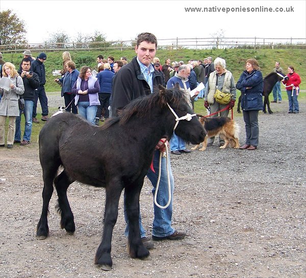 Fell Pony Sales 2007