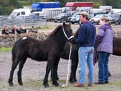 Fell Pony Sales 2007