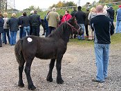 Penrith Fell Pony sales 2007