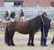 Class 2 Penrith Fell Pony sales 2007