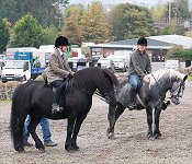Riden Class Penrith Fell Pony Sales 2007