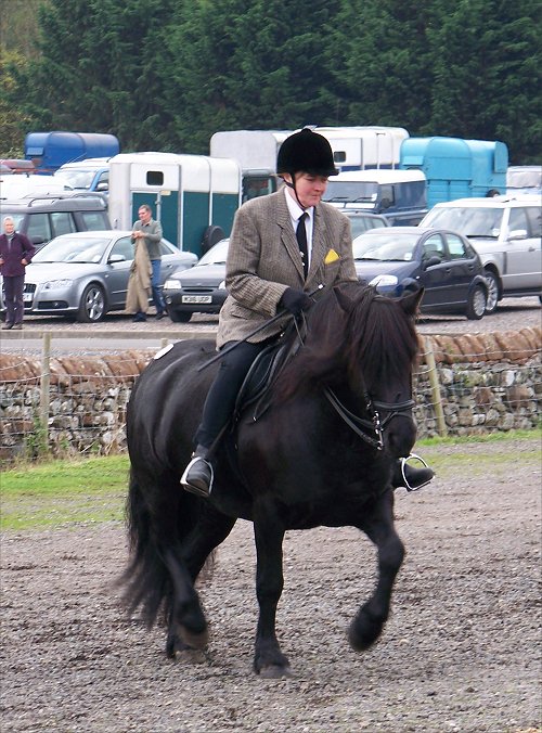 Riden Class Fell Pony sales 2007