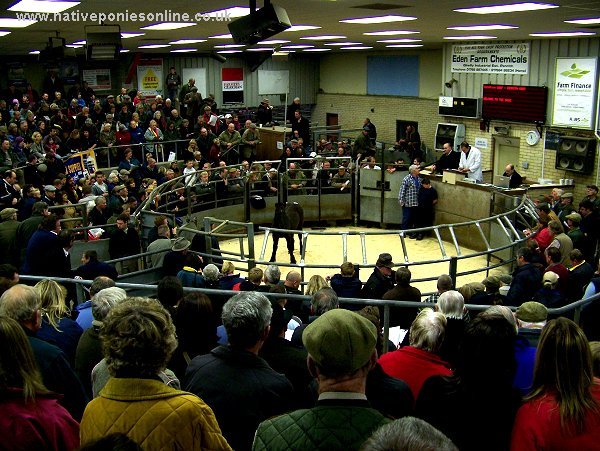 Fell Pony sales 2007