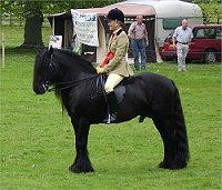 Fell Pony Stallion Show 2008