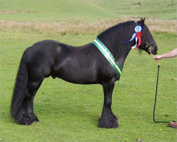 Carrock I’m Yer Man Fell Pony Stallion Show 2008