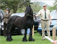 Fell Pony Stallion Show 2008