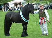 Fell Pony Stallion Show 2008