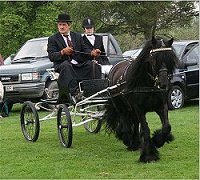 Fell Pony Stallion Show 2008